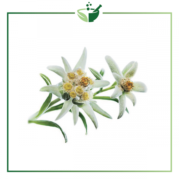 Edelweiss Extract-015
